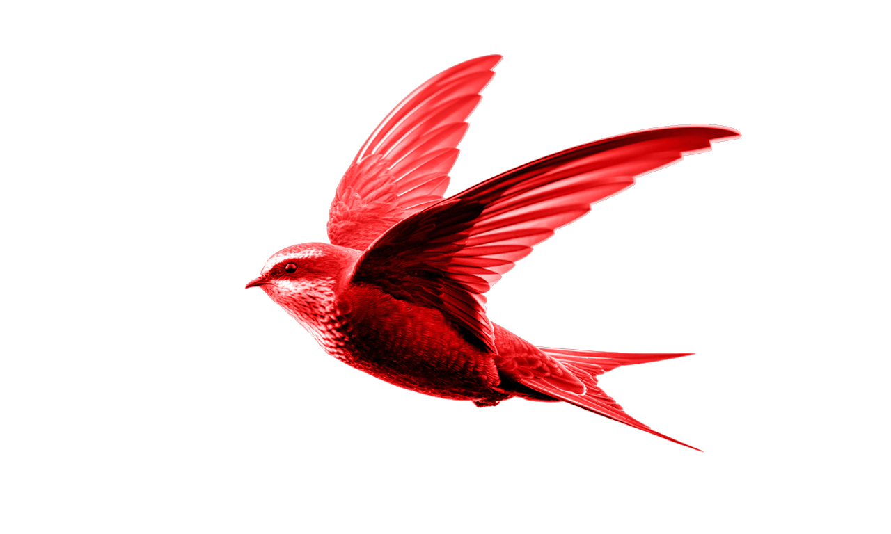 swift-bird